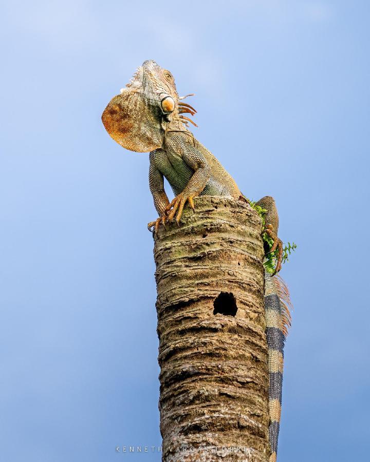 The Babylon Suite Tortuguero Zewnętrze zdjęcie